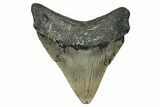 Serrated, Fossil Megalodon Tooth - North Carolina #338553-1
